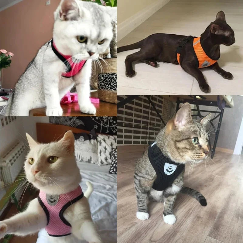 Cat, Small Puppy, Harness Vest & Lead
